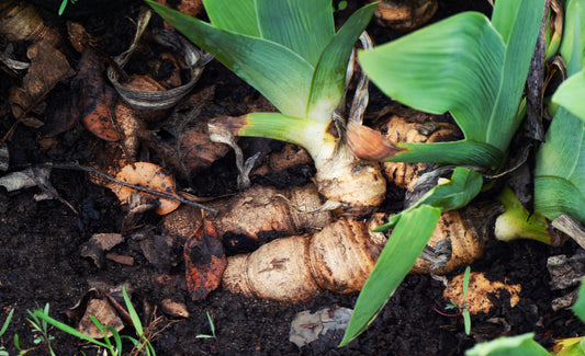 Orris Root
