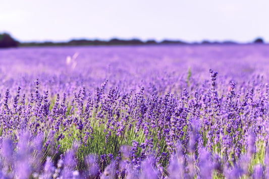 Lavender Field