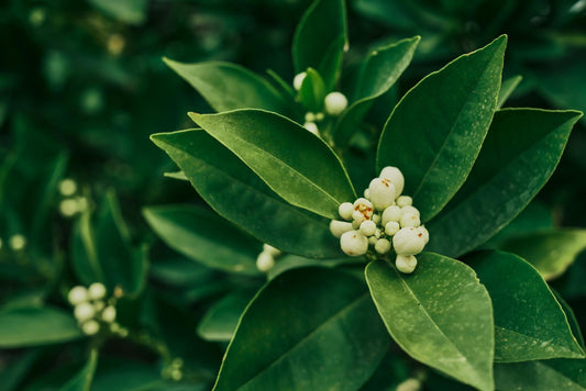 Neroli Blossom