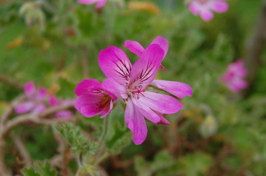 The Wonders of Geranium Essential Oil
