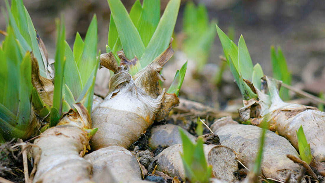 The Secret Heart of Perfume: Orris Root and Its Role in Fragrance